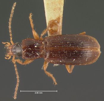 Media type: image;   Entomology 5935 Aspect: habitus dorsal view